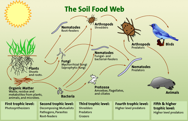 thesoilweb.gif