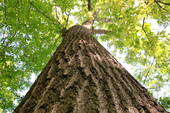 treeoaklookup.jpg