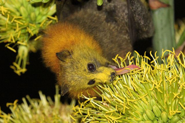 tulip-lippednectarbat-flyingfox.jpg