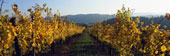 vineyardwoodytualitinvalleyoregon.jpg