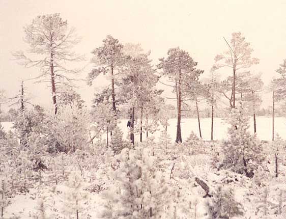 winterfrost.jpg
