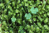 woodsorrelclovermossgrass.jpg